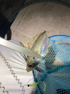 久しぶりに豆アジング