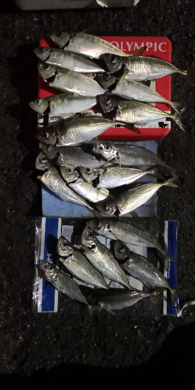 アジング練習 216