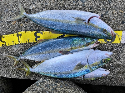 サゴシとハマチ