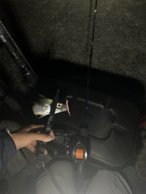 ベイトアジングの道⑬渋い