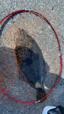 ジグ不発　ならば泳がせ