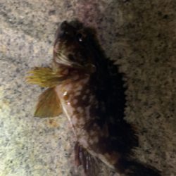 久々のアジング