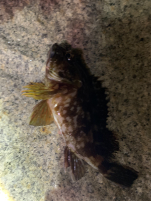 久々のアジング