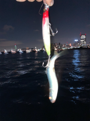 ナブラの中にいました！