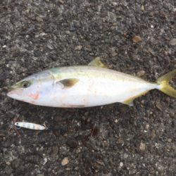 青物まわっておりまする‼︎