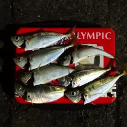 アジング練習 217