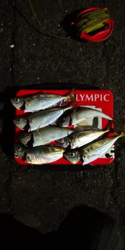 アジング練習 217