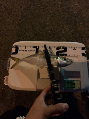 ベイトアジングの道⑭撃沈