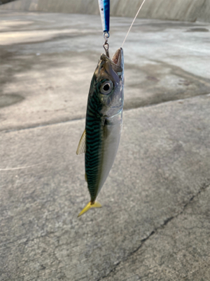 ライトショアジギングなど…