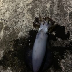 南紀白浜アオリイカ