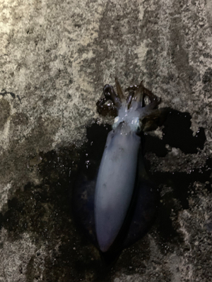 南紀白浜アオリイカ