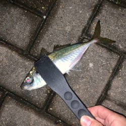 港区マイポイントでアジング