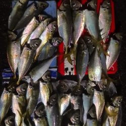 アジング練習 218