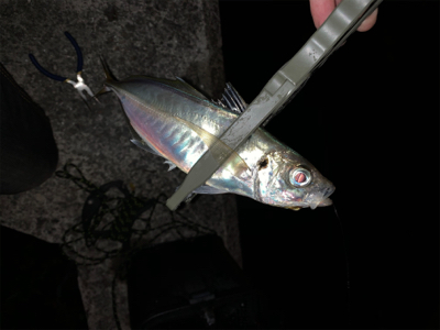 終業後、アジング修行。