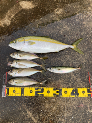 アジングからのショアジギ