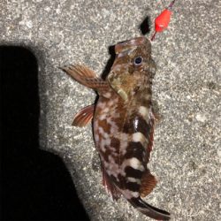 青物取りこぼし多数