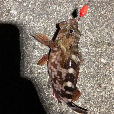 青物取りこぼし多数