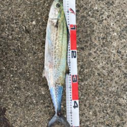 サゴシング❣️