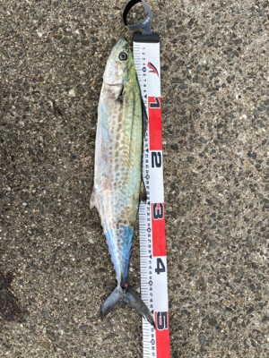 サゴシング❣️