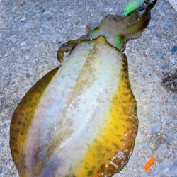 ナイトゲームで700g UPゲット!