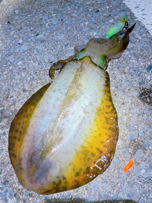 ナイトゲームで700g UPゲット!