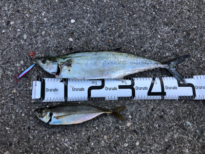 青物～まわってますね