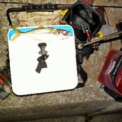 釣れだしました