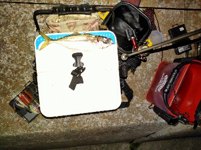 釣れだしました