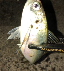 アジングナイト(渋すぎる…)