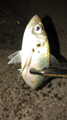 アジングナイト(渋すぎる…)