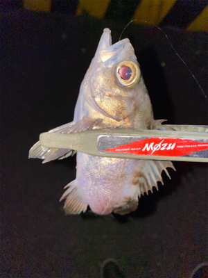 数狙いか型狙いか