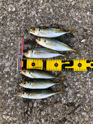 昨年と打って変わって