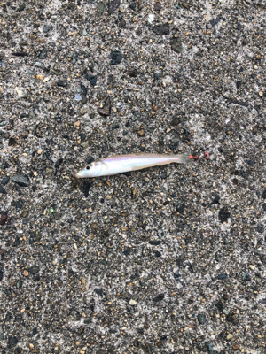 ちょい投げキス アジング