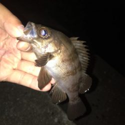 アジ不在アジング