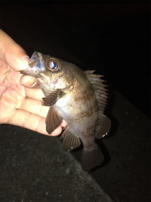 アジ不在アジング