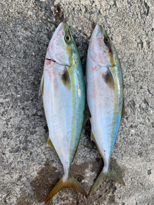 サンデーアングラーの朝