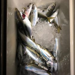 串本港で豆アジング入れ食い