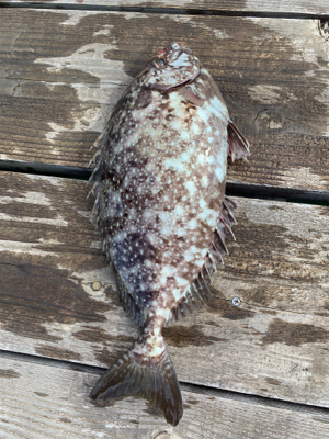 休日といえばアイゴ