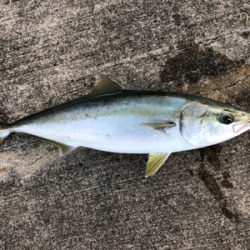 朝マヅメからメジロが釣れました