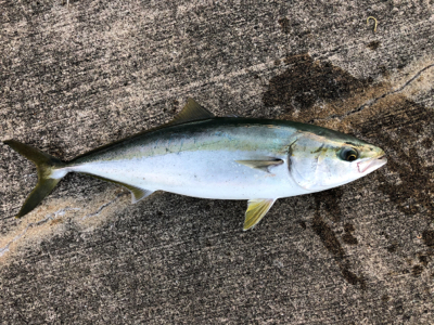 朝マヅメからメジロが釣れました