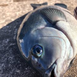 朝からグレが釣れました
