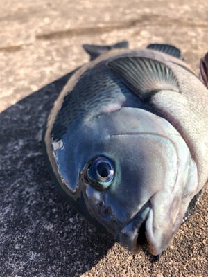 朝からグレが釣れました