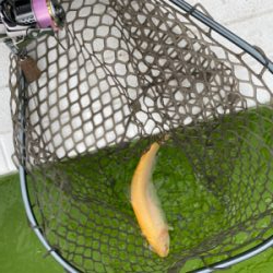 服部トラウト 3連休ド真ん中