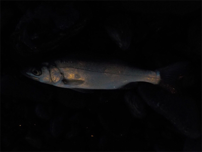 シーバスが来てくれました！