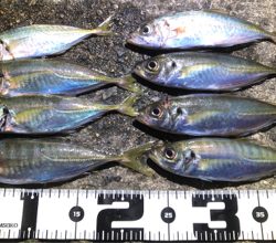 夕まずめアジ回遊