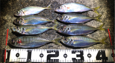 夕まずめアジ回遊