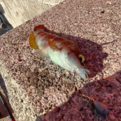 夕まずめ夜にかけて釣行