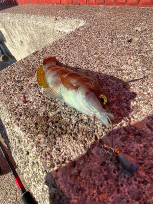 夕まずめ夜にかけて釣行