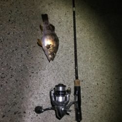 生口島ウキ釣り