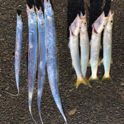 太刀魚、カマス